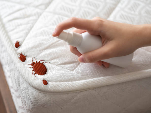 Best Bed Bug Extermination  in Galeville, NY
