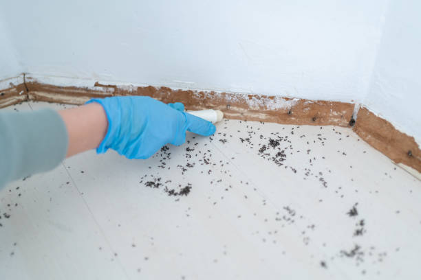 Wasp Removal Services in Galeville, NY